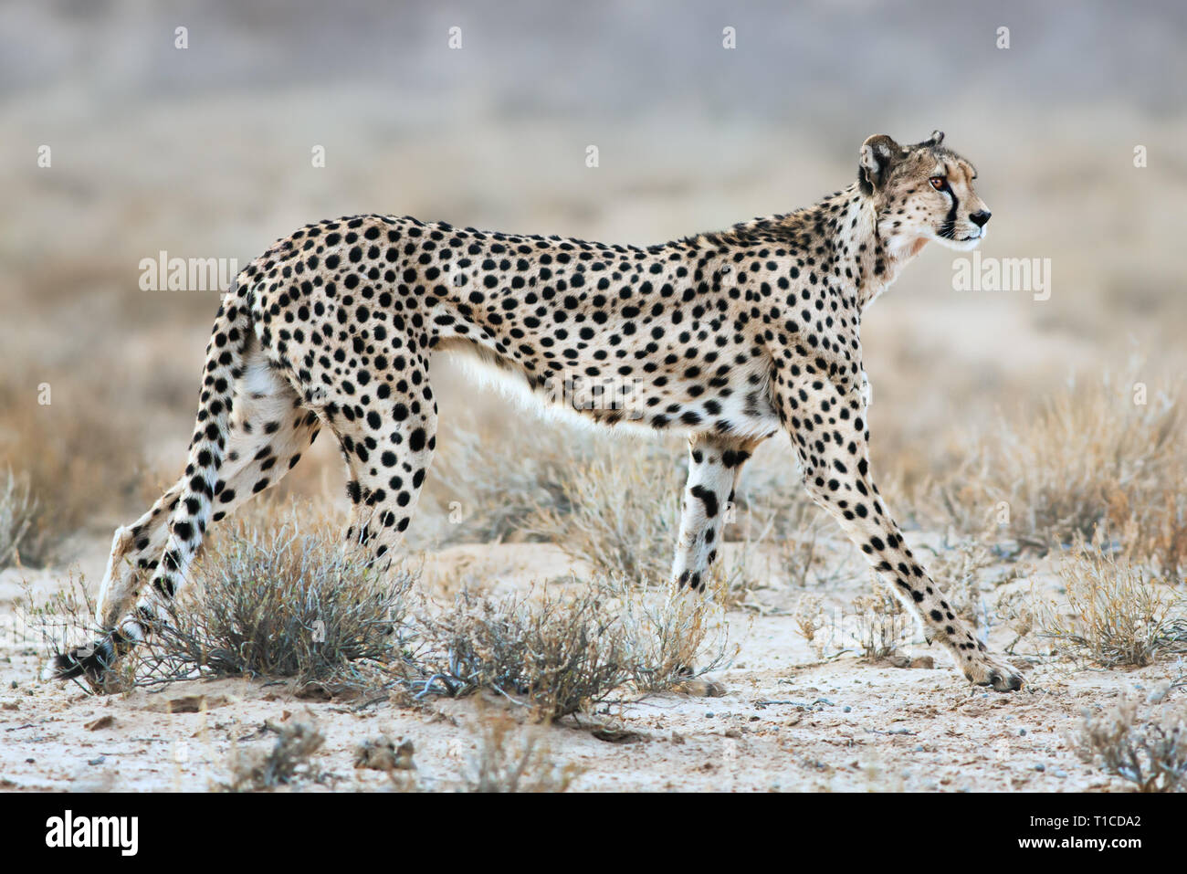 Female cheetah slowly stalking potential prey early in the morning to feed its young close up. Acinonyx jubatus Stock Photo