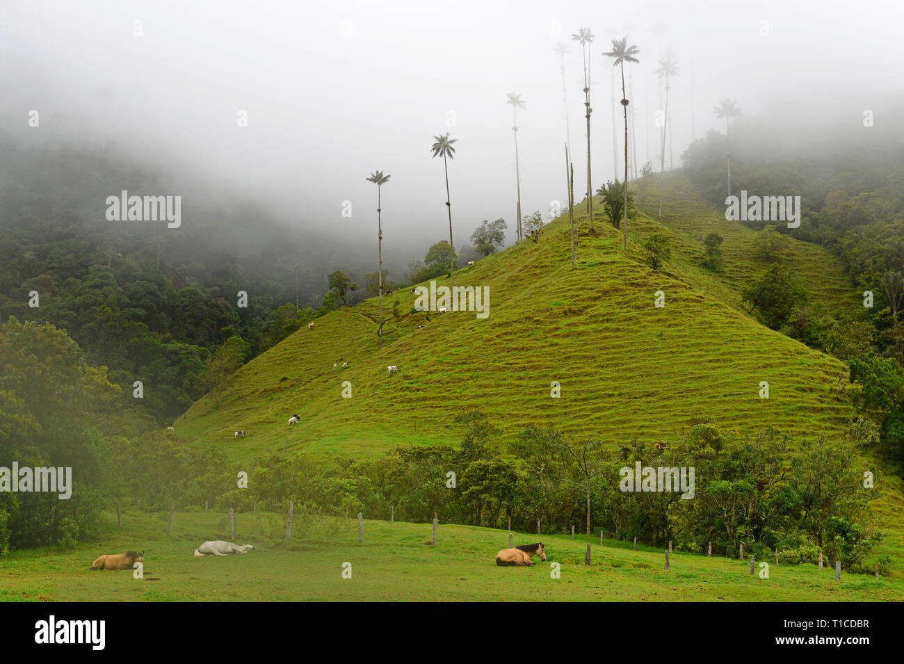 Wild horses resting on the green grass of the Cocora Valley with its giant wax palm trees in the fog and mist near Salento, Colombia. Stock Photo