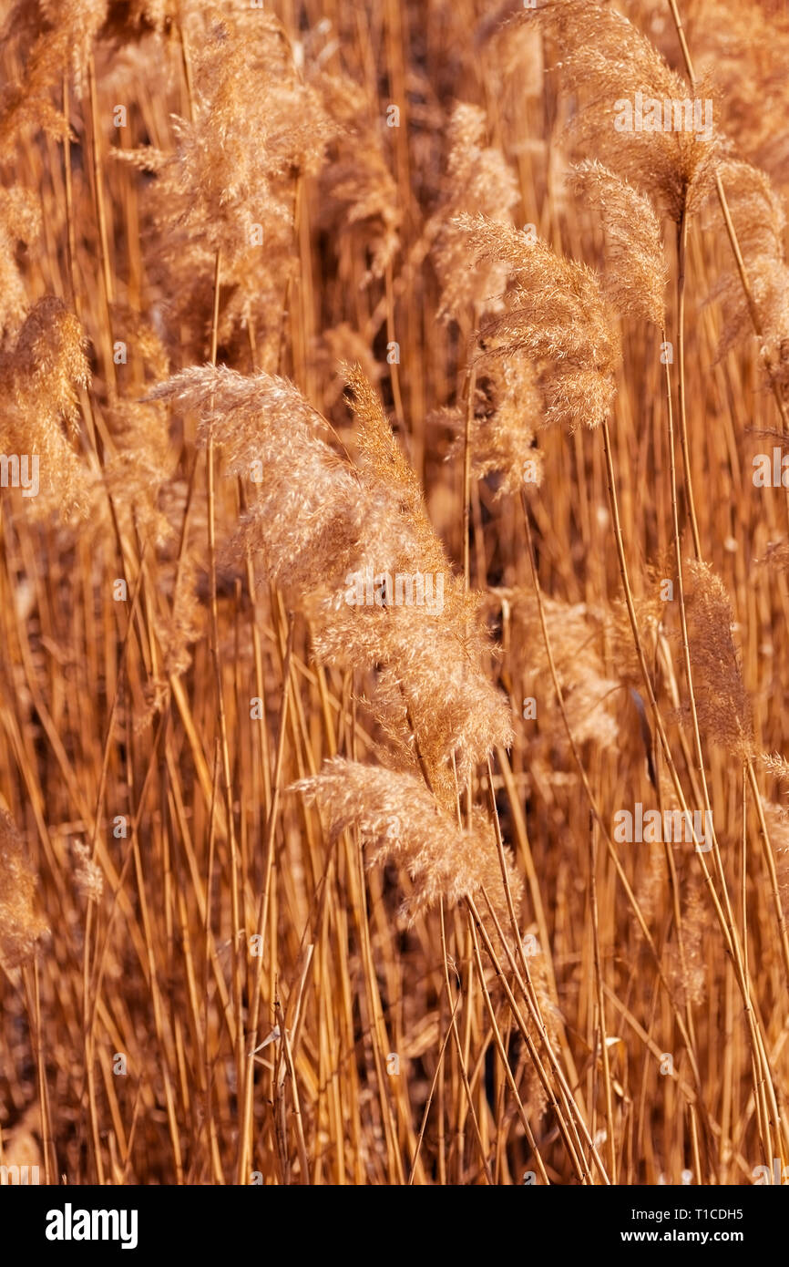 grass, reeds, dry stalks and whisk sways in the wind sun day, horizontal, Selective soft focus of Coast Stock Photo