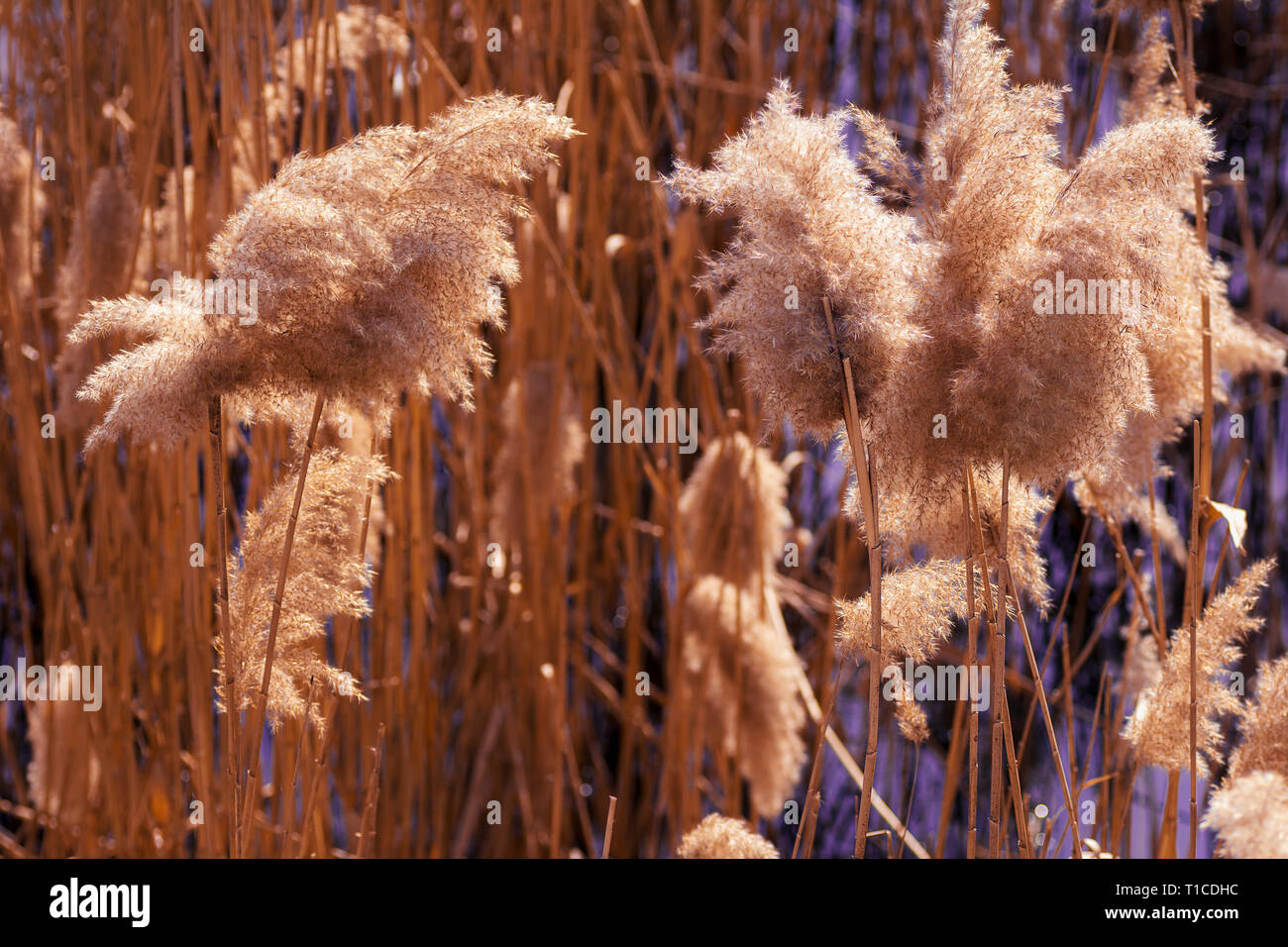 Stalks Vs Reeds Reed in sun hi-res stock photography and images - Alamy