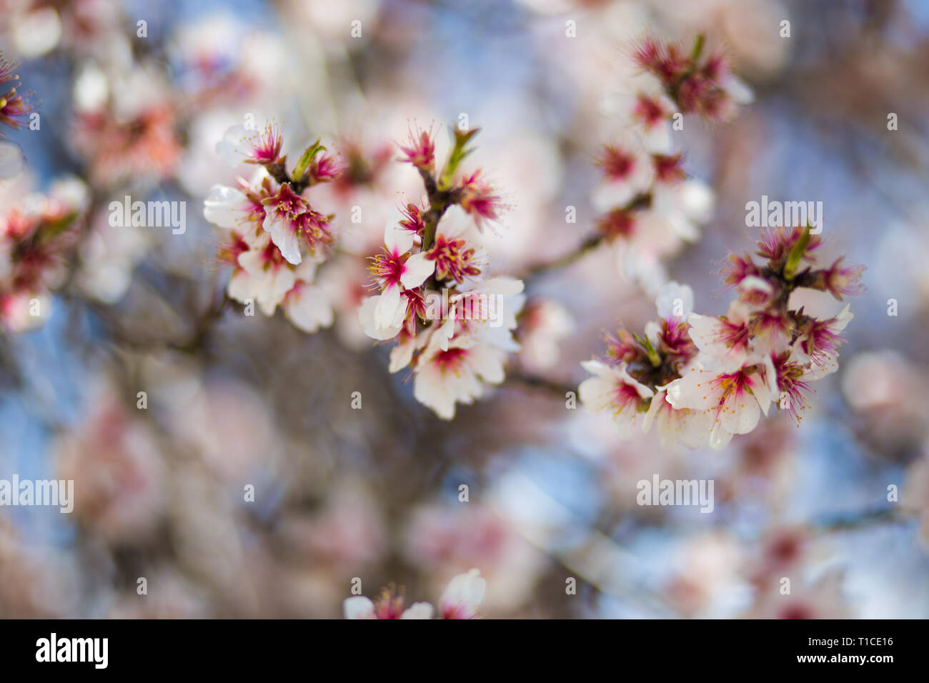 White sakura blossom and blue sky background Stock Photo - Alamy