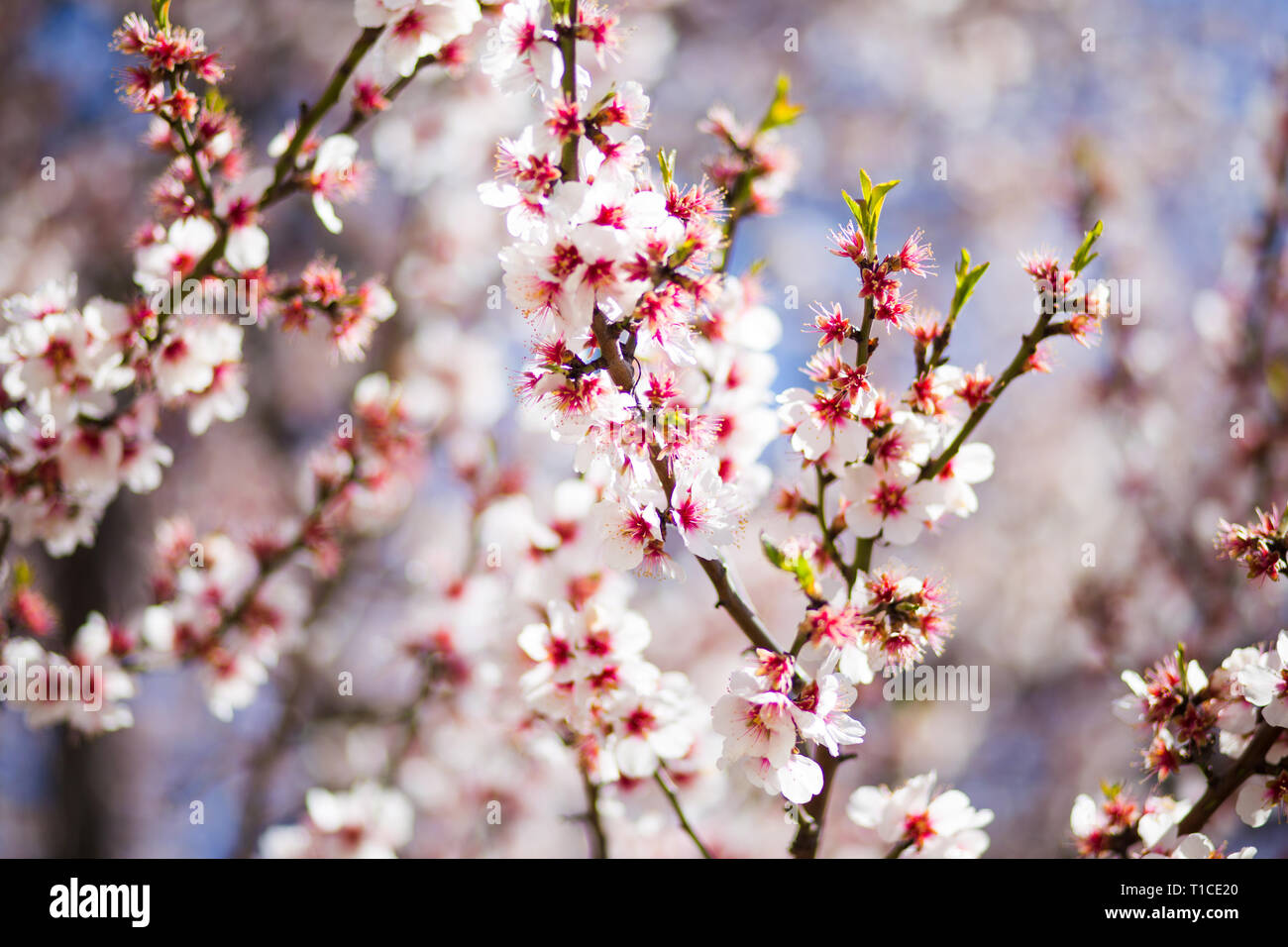 White sakura blossom and blue sky background Stock Photo - Alamy