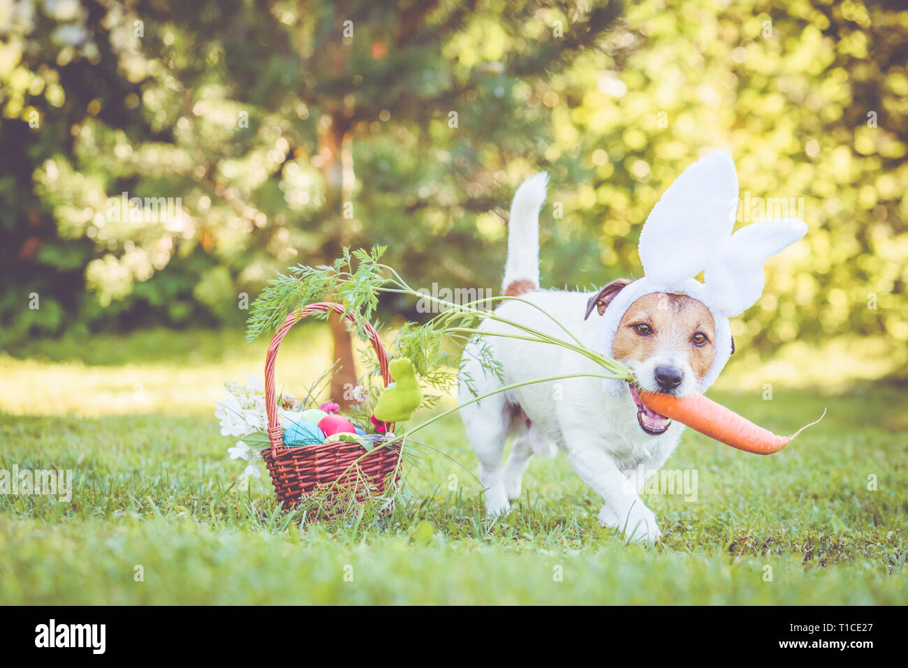 Happy dog wearing bunny ears for Easter party holding large carrot in mouth Stock Photo