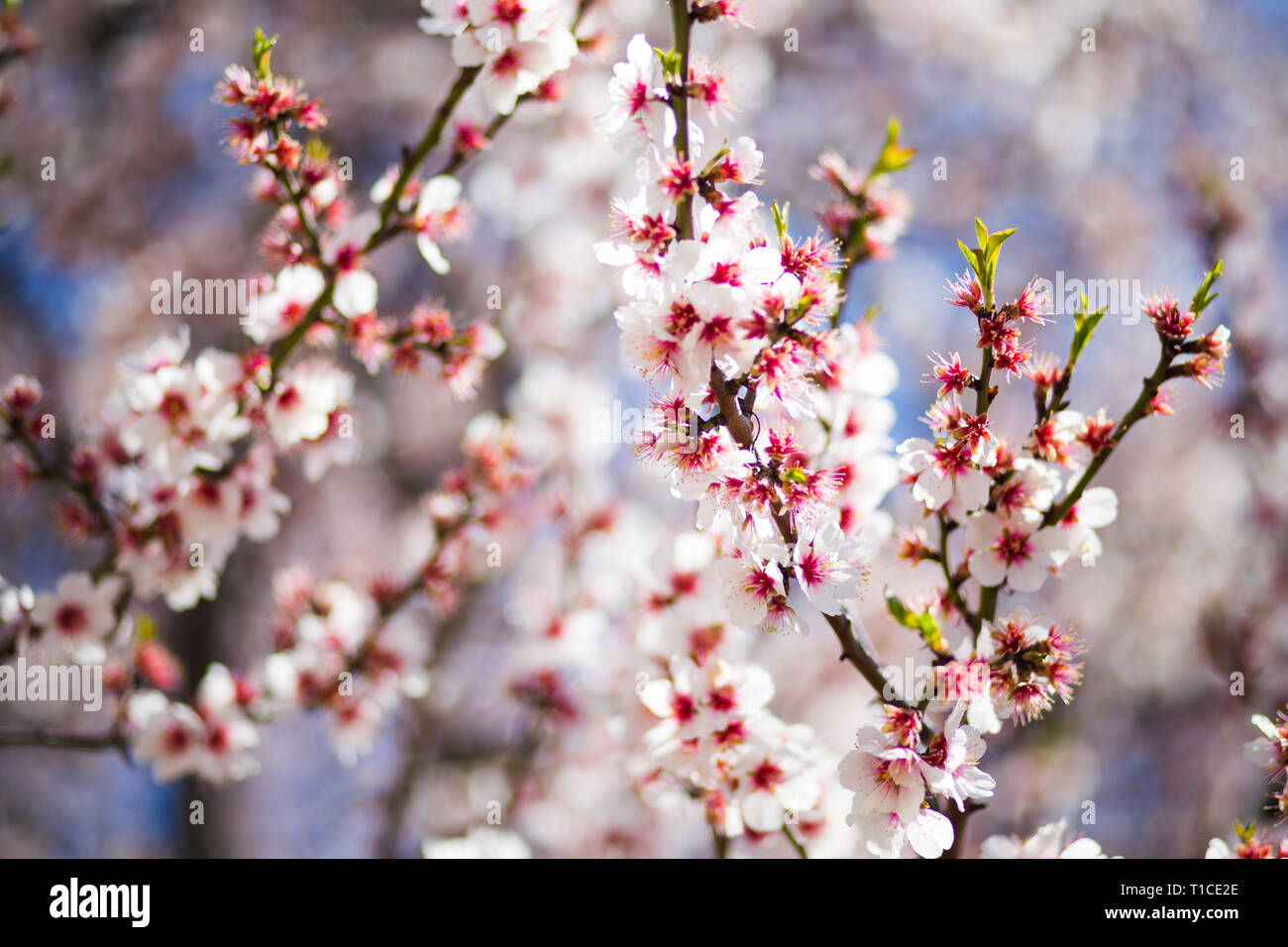 White sakura blossom and blue sky background Stock Photo - Alamy