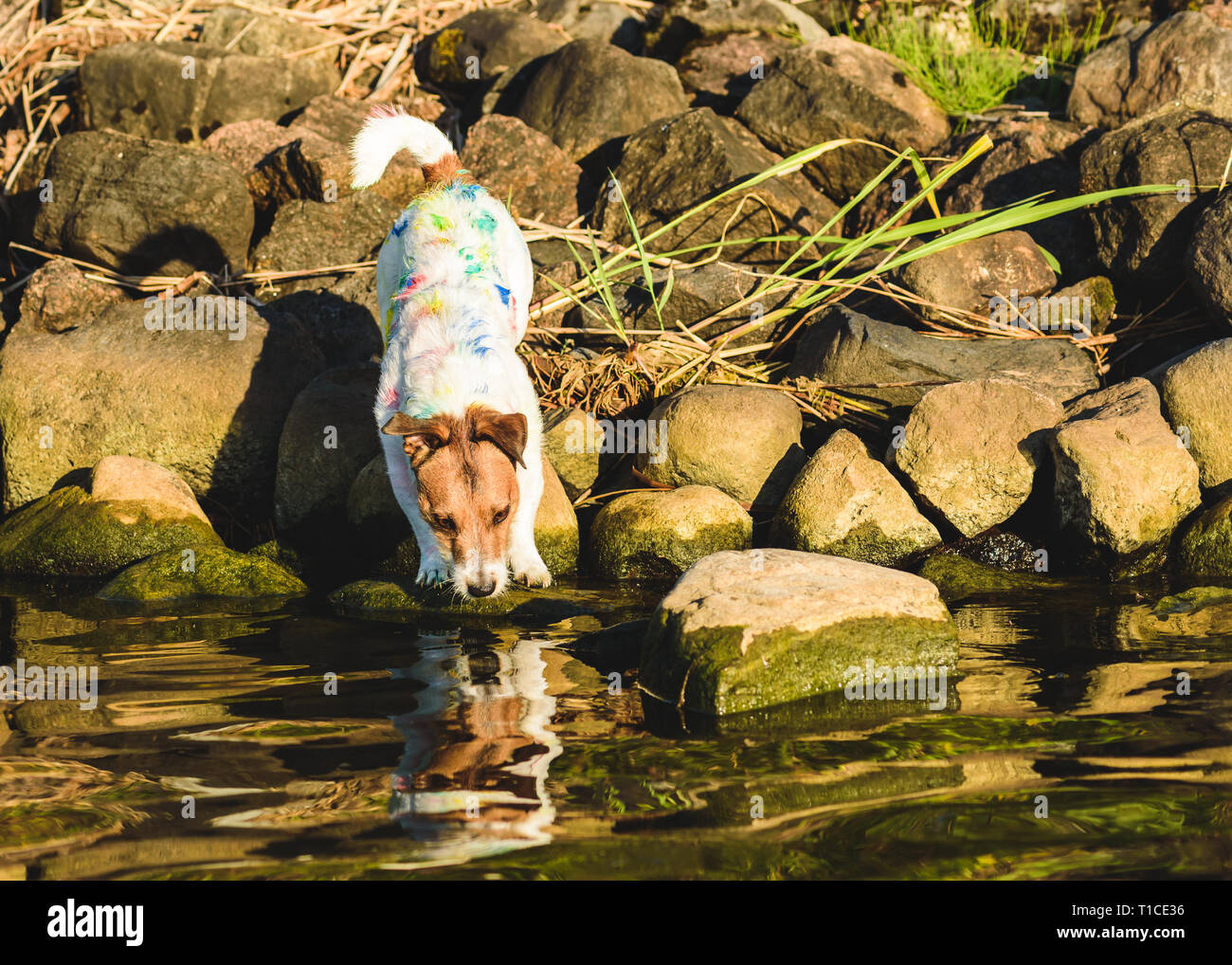Amusing dog stained with multicolor paint blots looking at his reflection in water Stock Photo