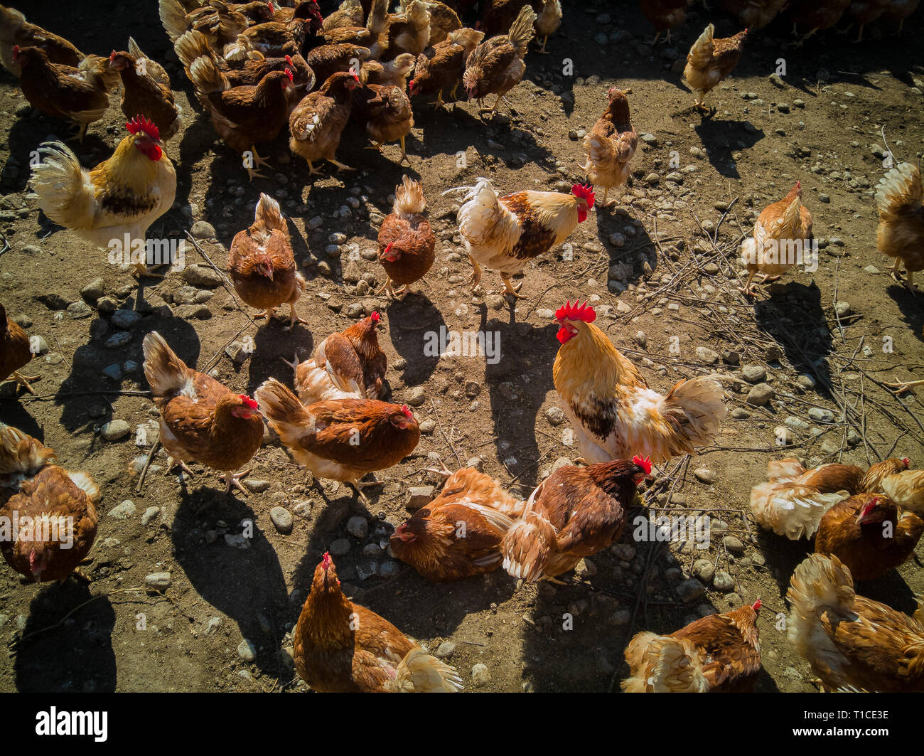 a big chicken family and cock on the farm Stock Photo