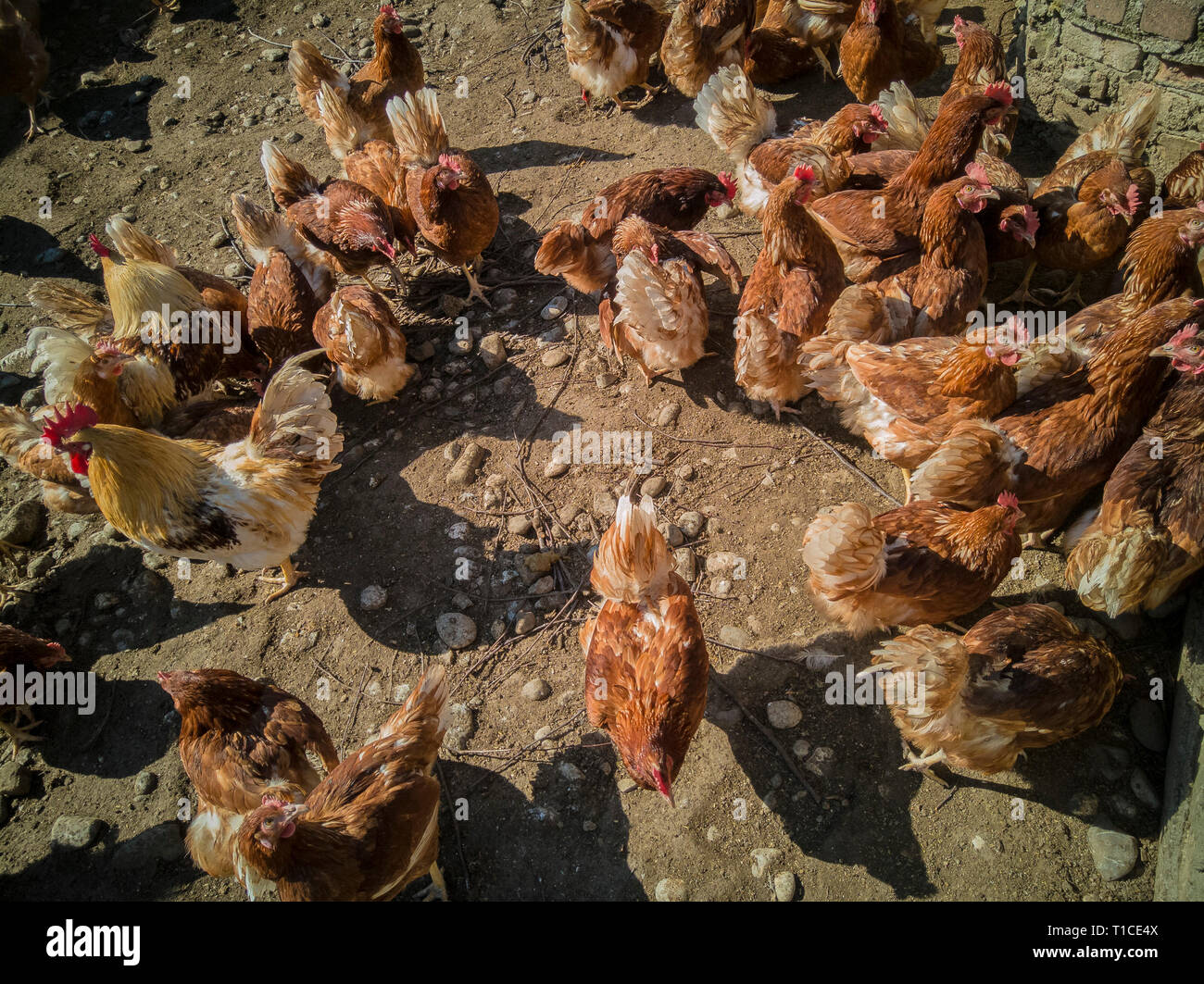 a big chicken family and cock on the farm Stock Photo