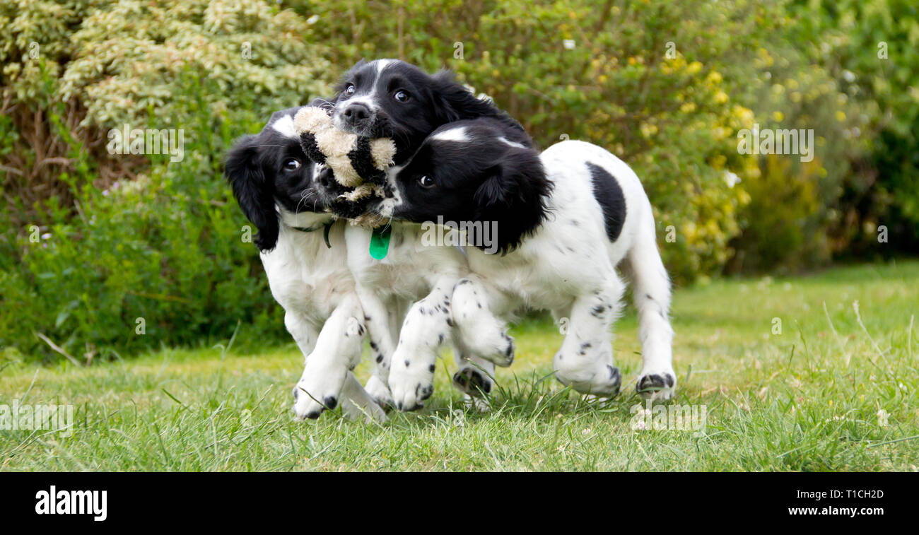 Three puppies playing with one toy. Stock Photo