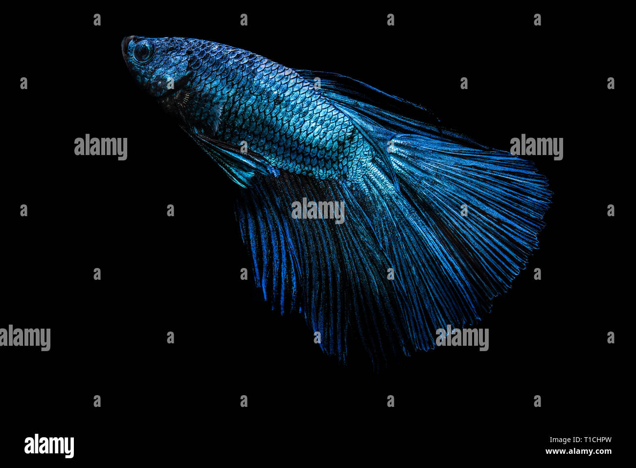 Blue fighting fish on black background Stock Photo