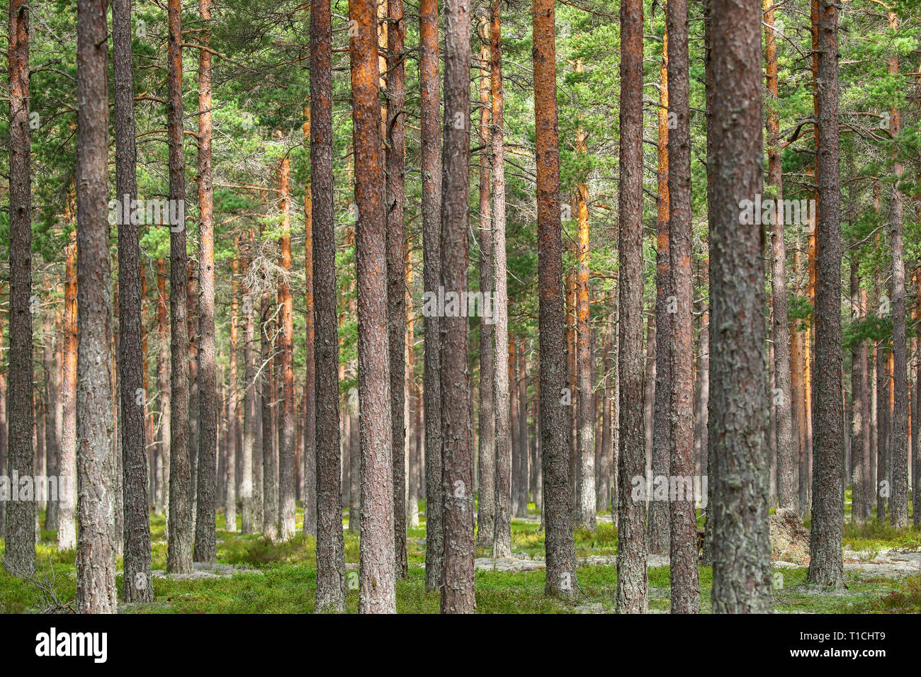 Pine tree trunks in a forest Stock Photo - Alamy