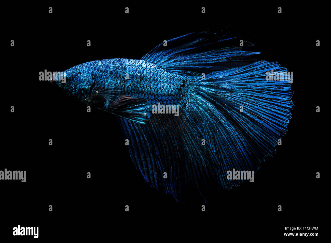 Blue fighting fish on black background Stock Photo