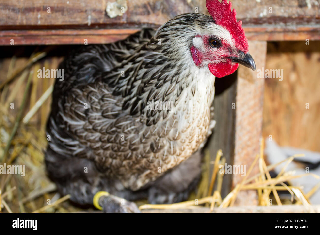 Free range chicken hen laying Stock Photo