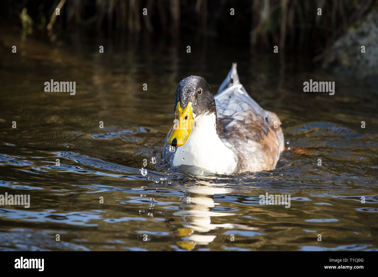 Male duck (Anatidae) Stock Photo