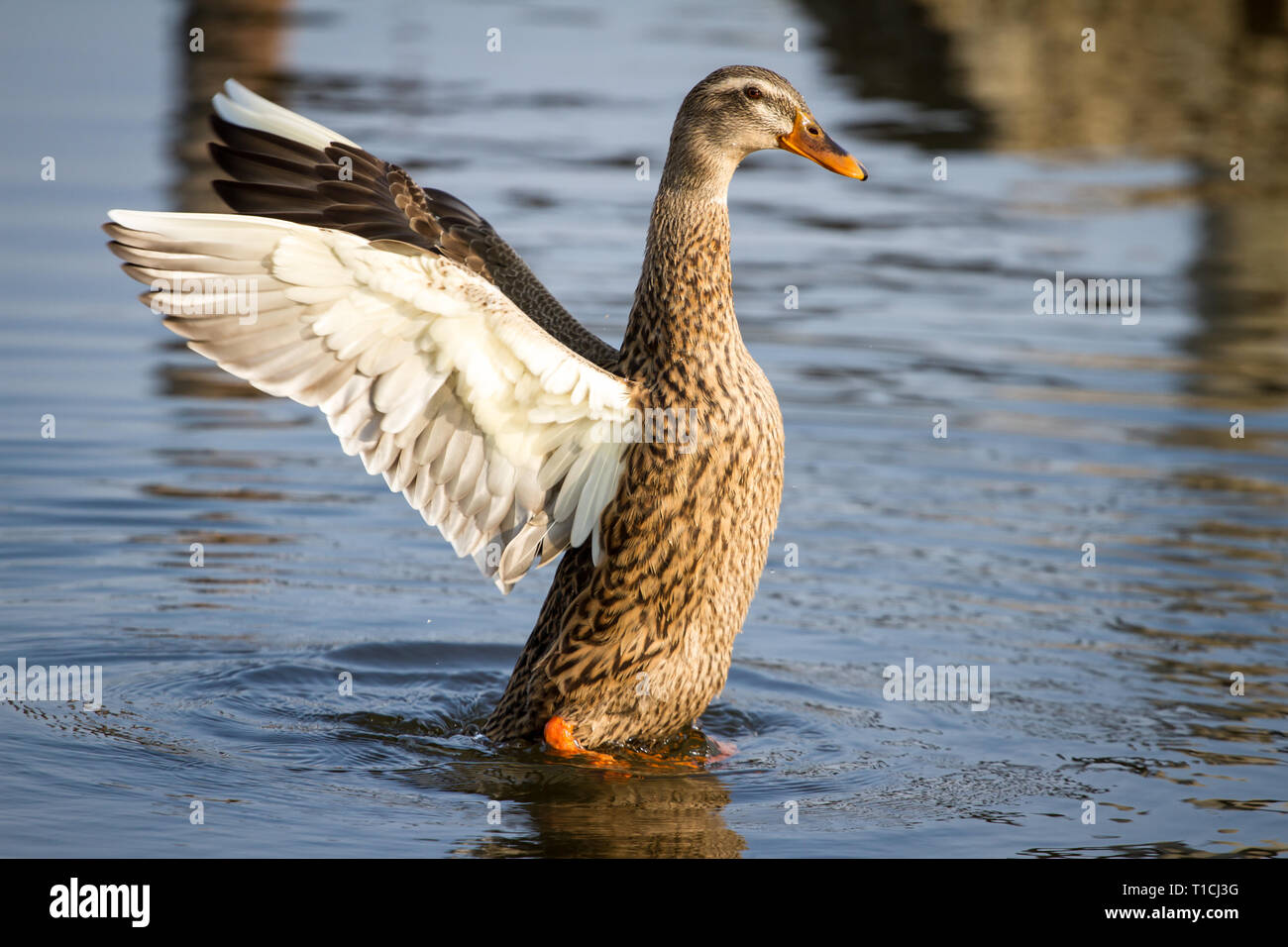 Female duck flapping wings (Anatidae) Stock Photo