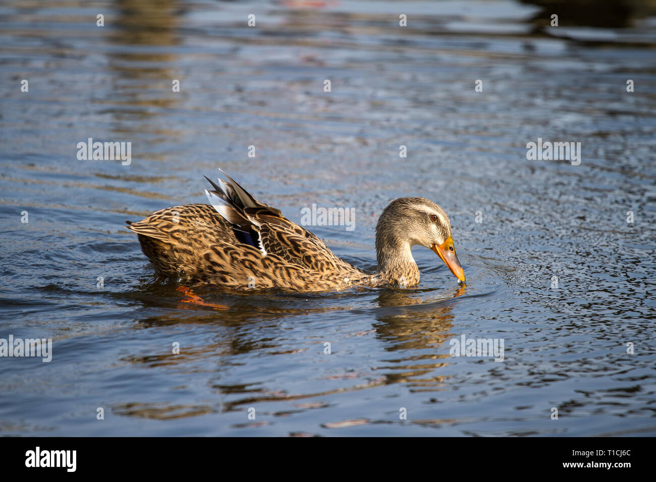 Female duck swimming in the water (Anatidae) Stock Photo