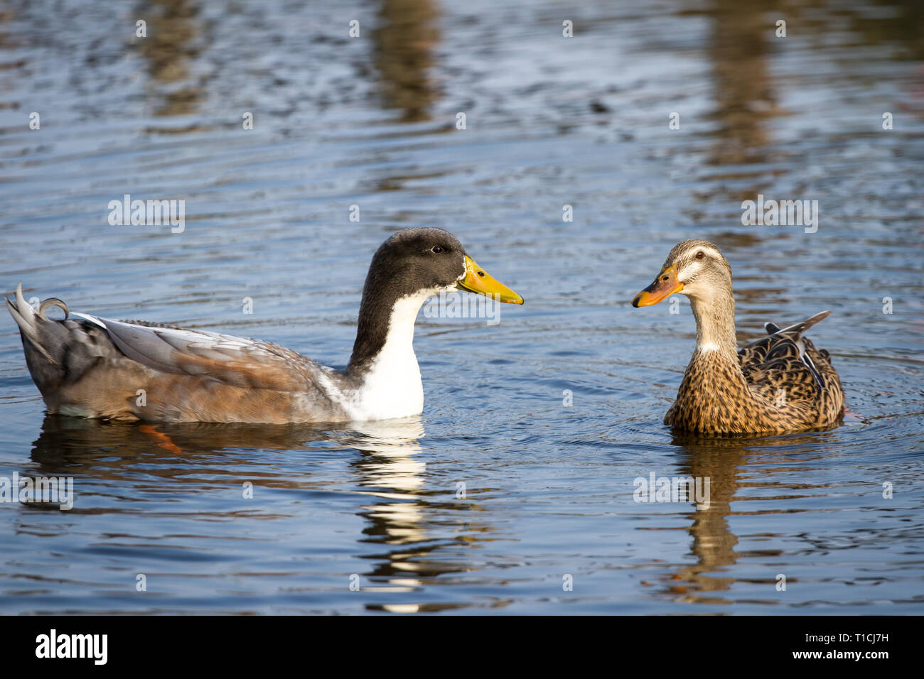 Pair of ducks swimming in the water (Anatidae) Stock Photo