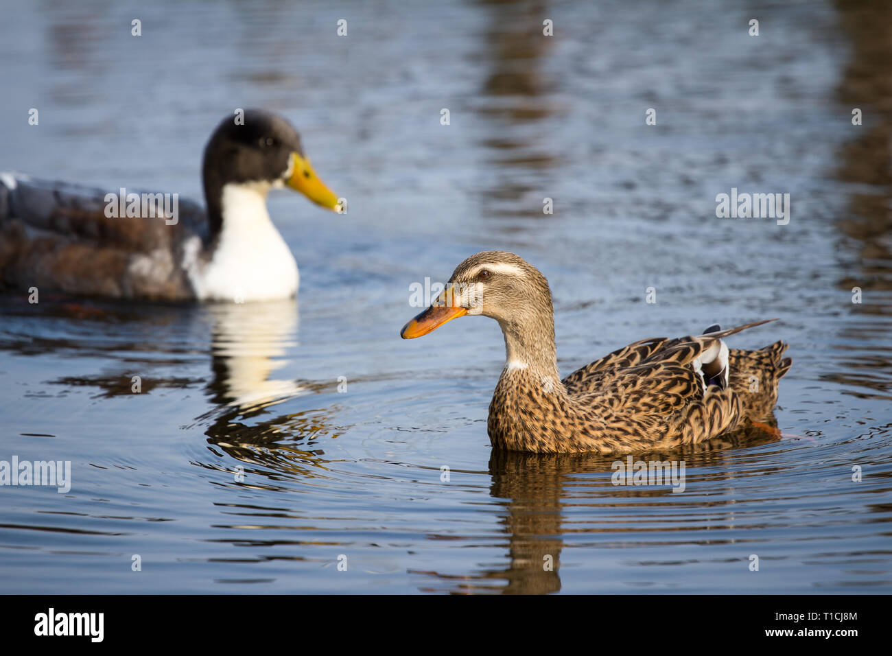 Pair of ducks swimming in the water (Anatidae) Stock Photo