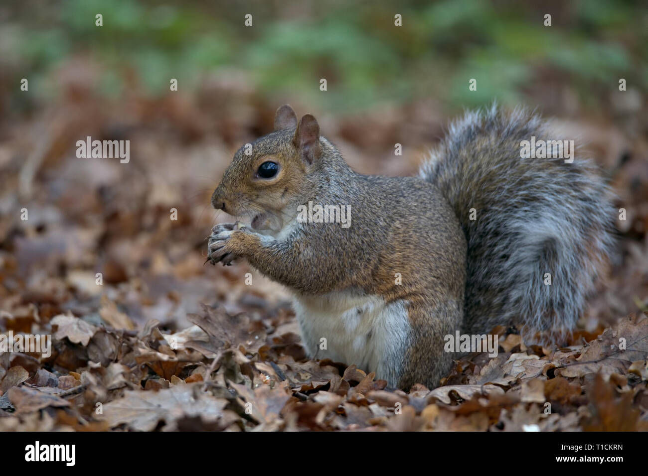 Eastern gray squirrel in the UK Stock Photo