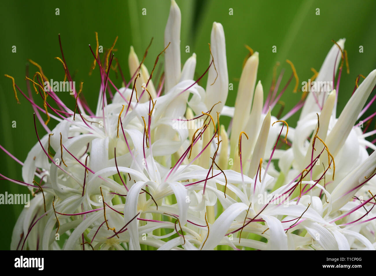 Close up of a crinum lily (crinum asiaticum) in bloom Stock Photo