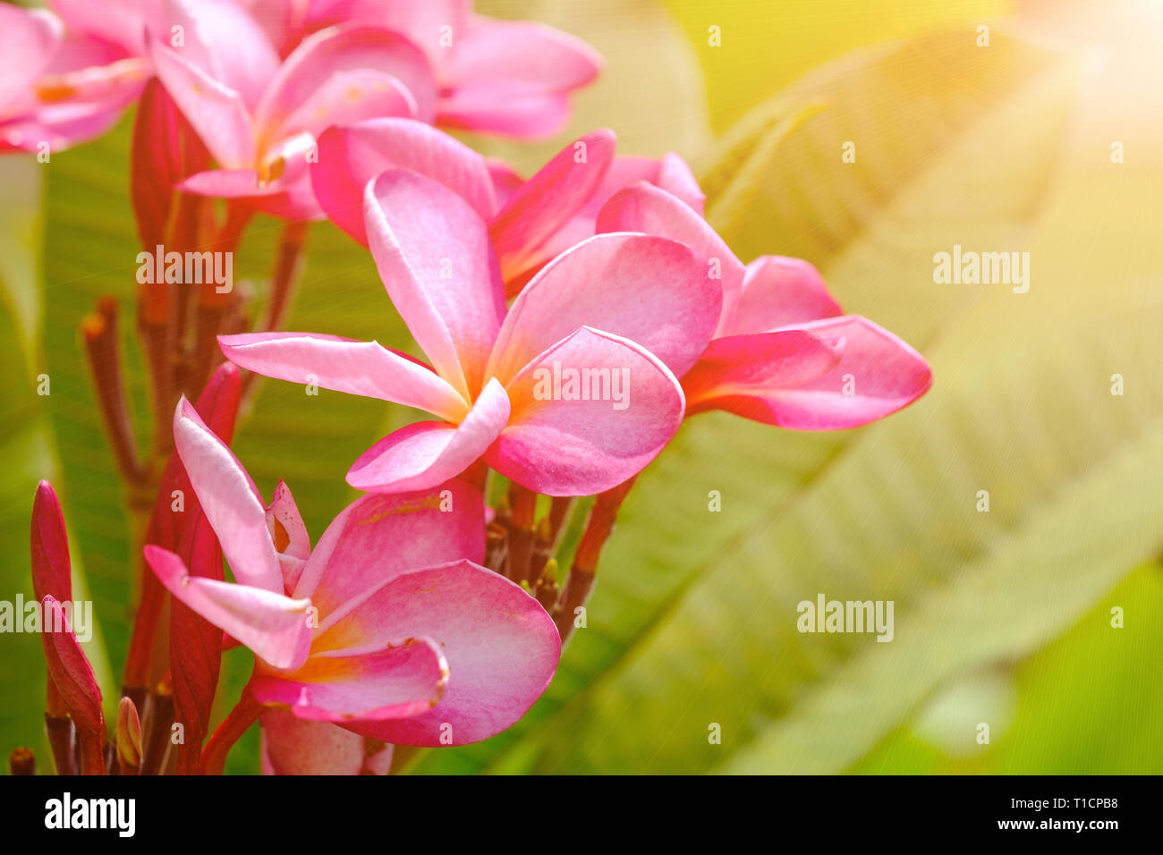 Red flowers of blooming Plumeria (Lan Thom)tree, symbol of Thailand. Close up view with toned filter effect. Stock Photo