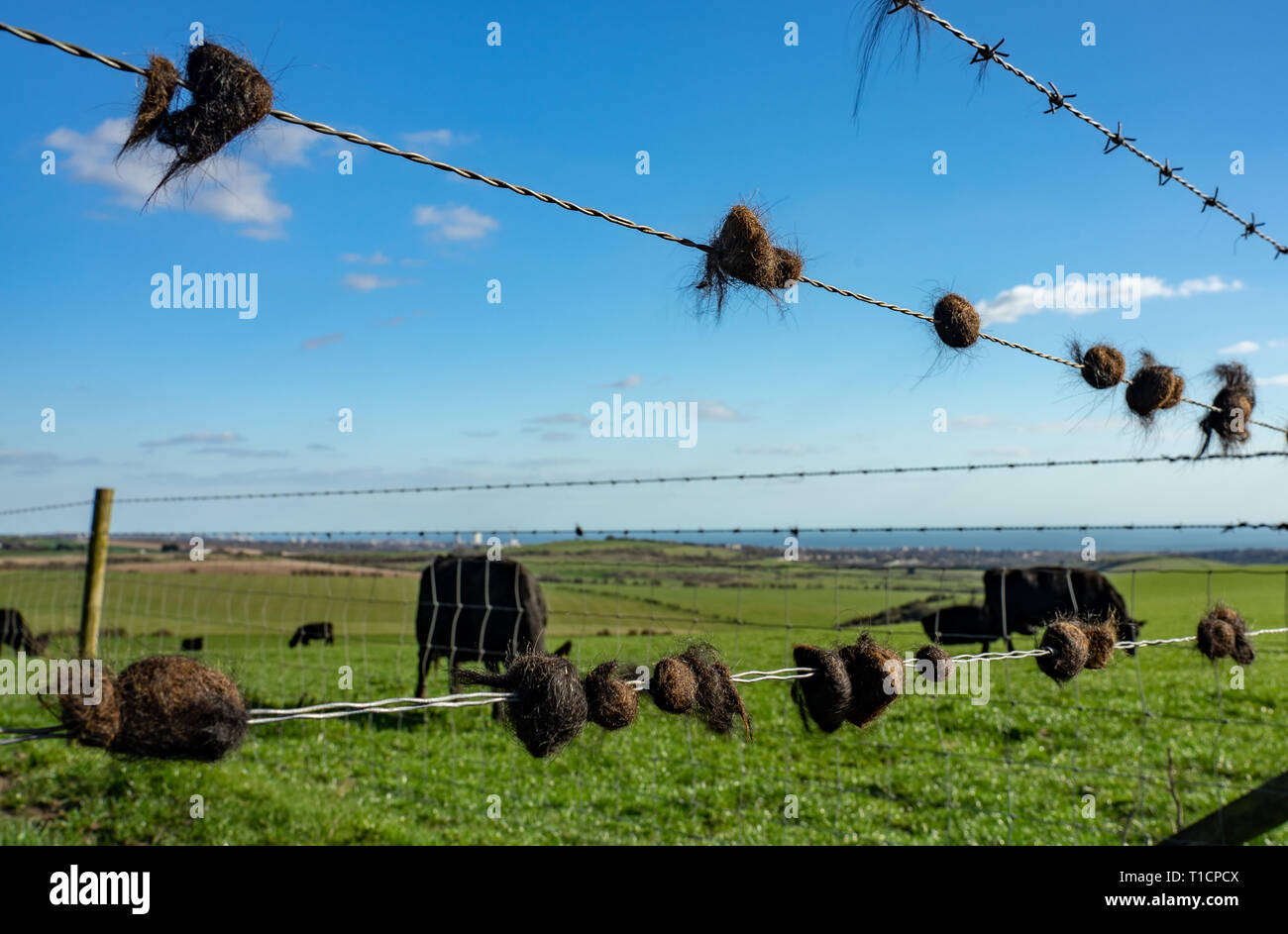 Common Cattle Fencing Mistakes (and How To Avoid Them)