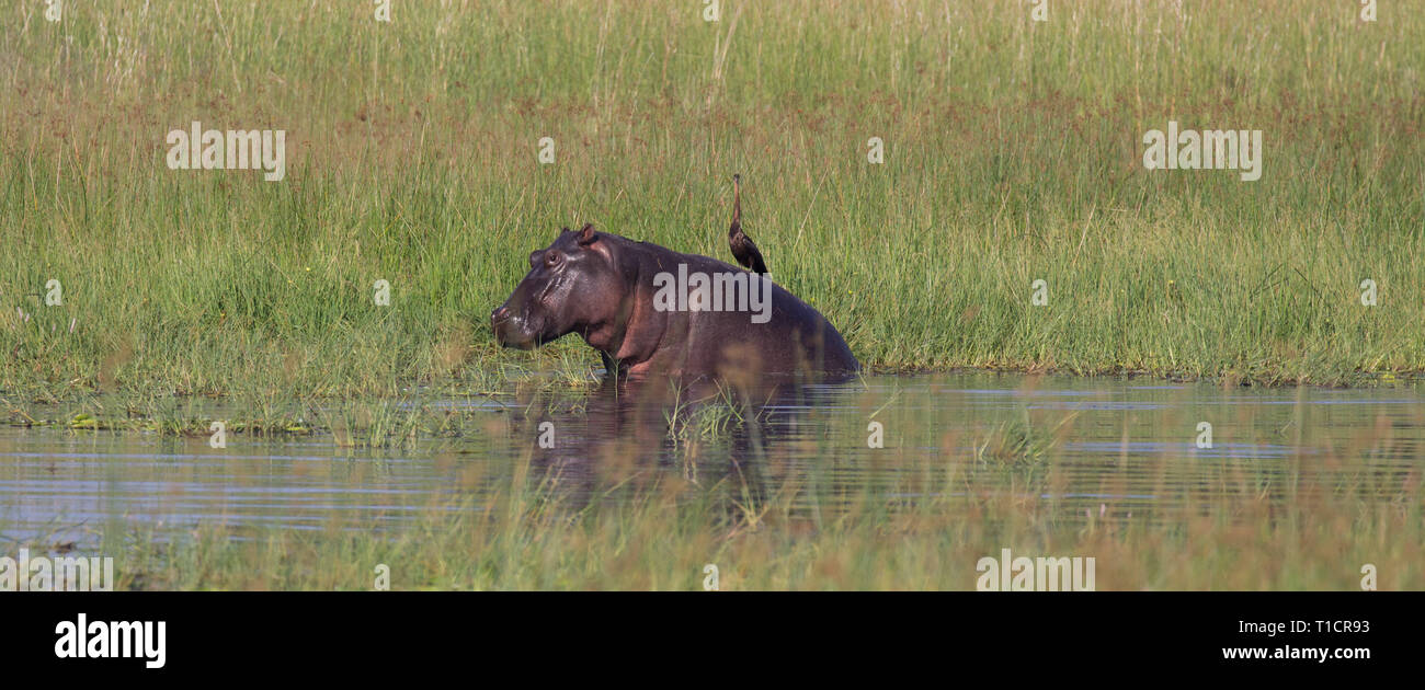 Hippo, Okavango Delta, Botswana Stock Photo