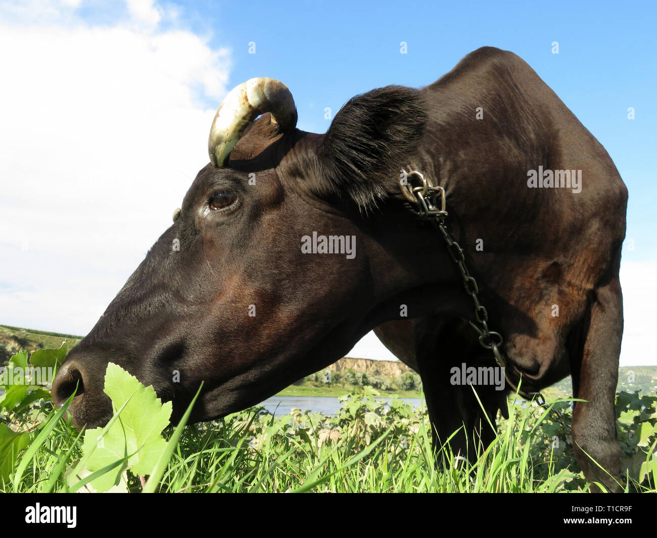 Black cow eating grass on a green meadow, wide angle portrait. Beautiful cow grazing on a pasture on background of blue sky and white clouds Stock Photo