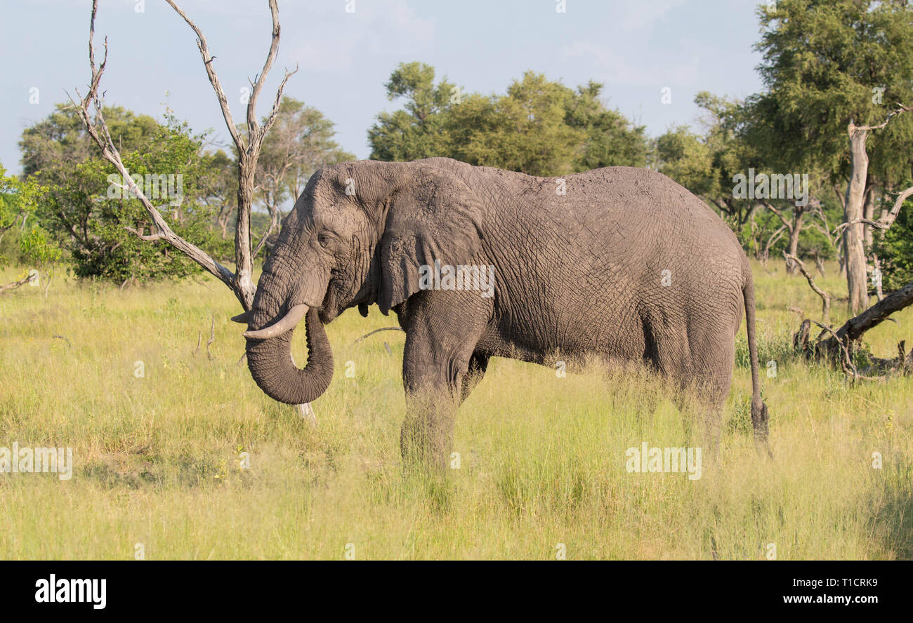 Elephant drinking, Botswana, Okavango delta Stock Photo