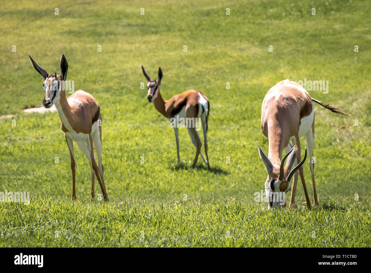 South African Springbok / deer grazing on a green meadow Stock Photo