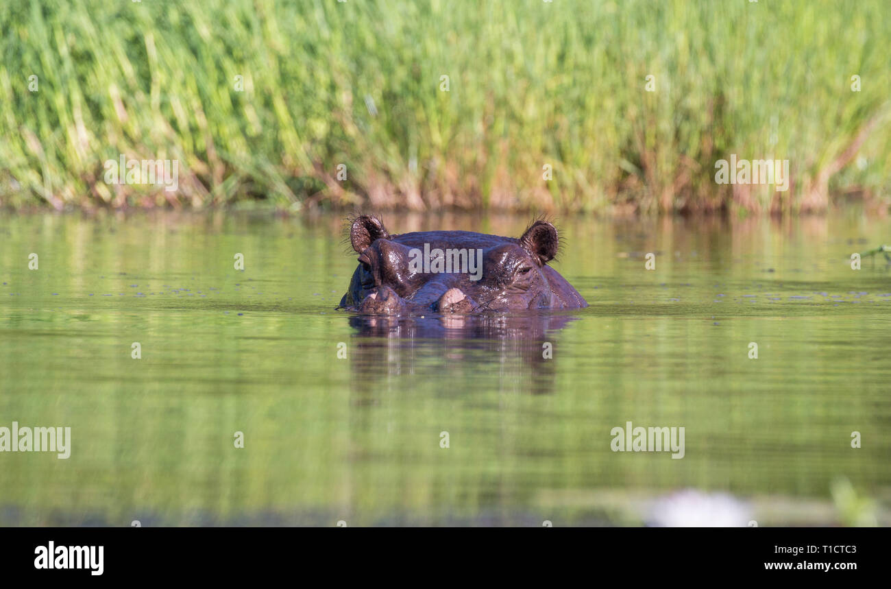 Hippo, Botswana, Okavango Delta Stock Photo