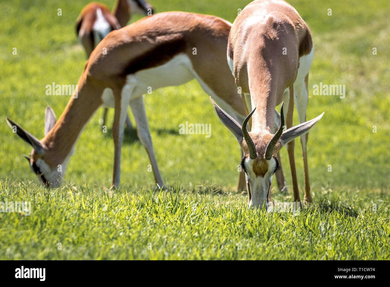 Springbok Chewing Food south africa springbok hi-res stock photography and images - Alamy