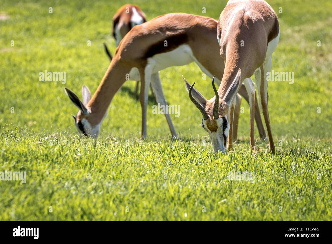 Springbok Chewing South African Springbok / deer grazing on a green meadow Stock Photo ...