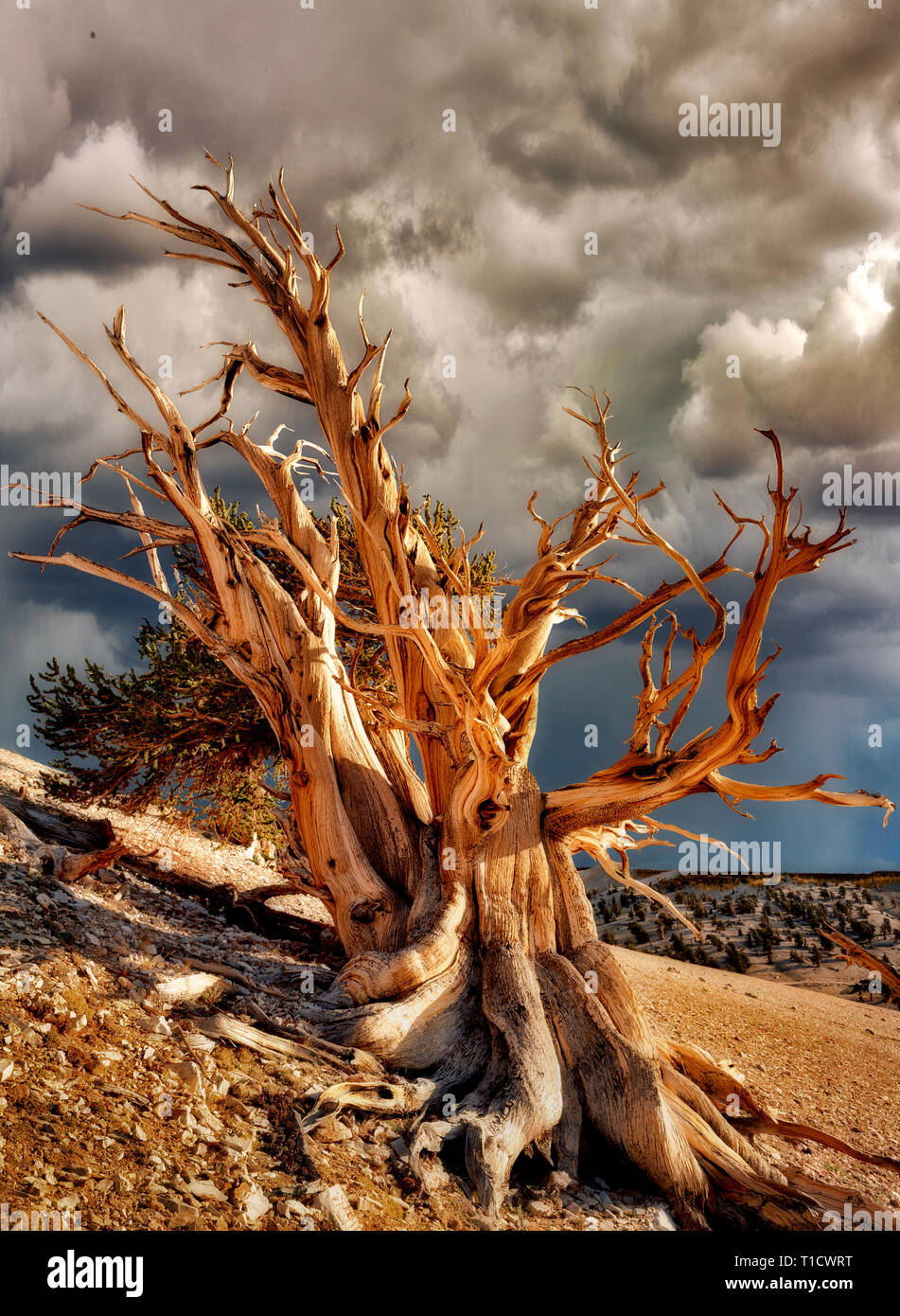 Widely branching Bristlecone Pine. Ancient Bristlecone Pine Forest, California. Stock Photo