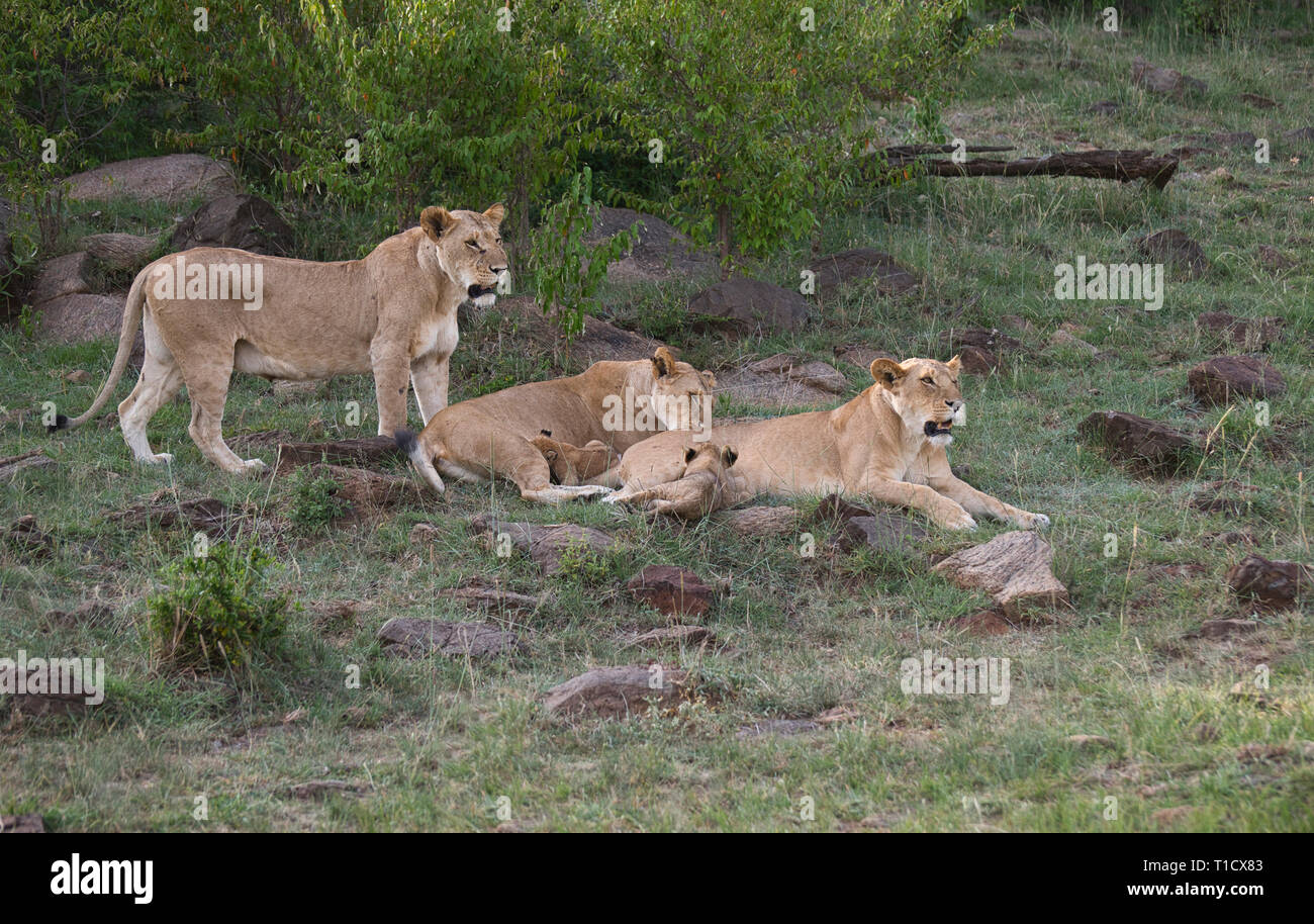 Lion (Panthera leo) three adult females and cubs Stock Photo