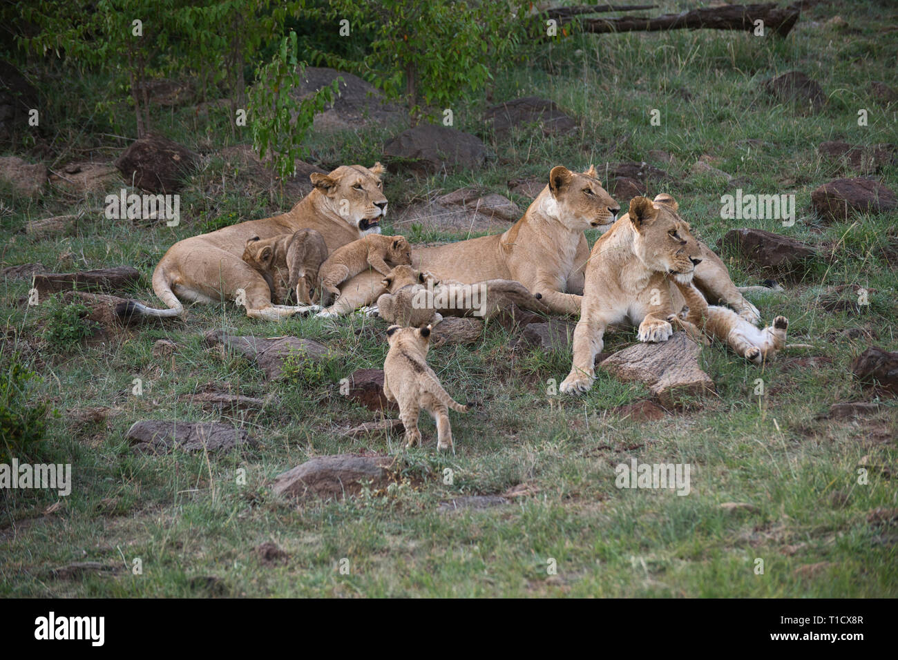 Lion (Panthera leo) three adult females and cubs Stock Photo