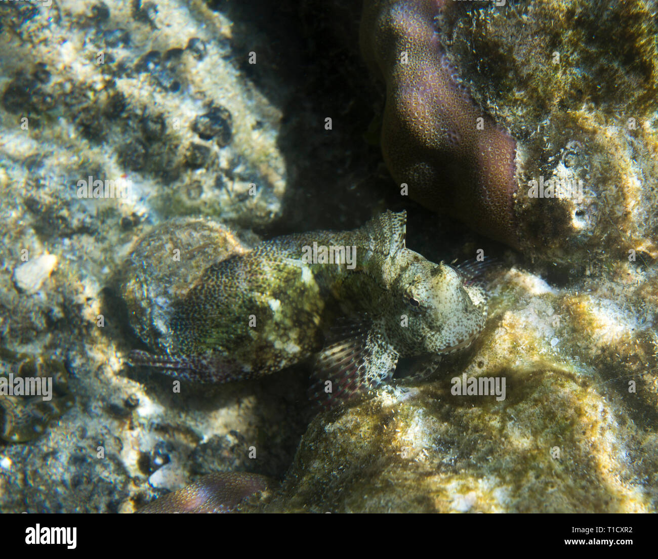 A salarias fasciatus fish close up in Indonesia Stock Photo