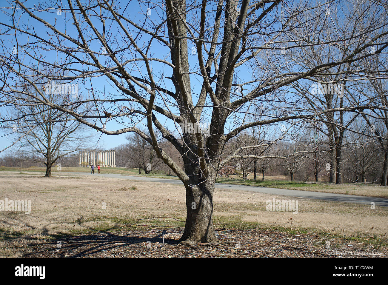 Scarlet Oak Tree early spring without leaves Stock Photo