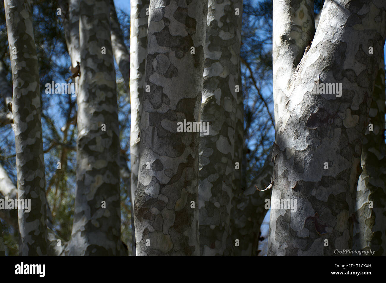 Closeup of Lacebark Pine trunk Stock Photo