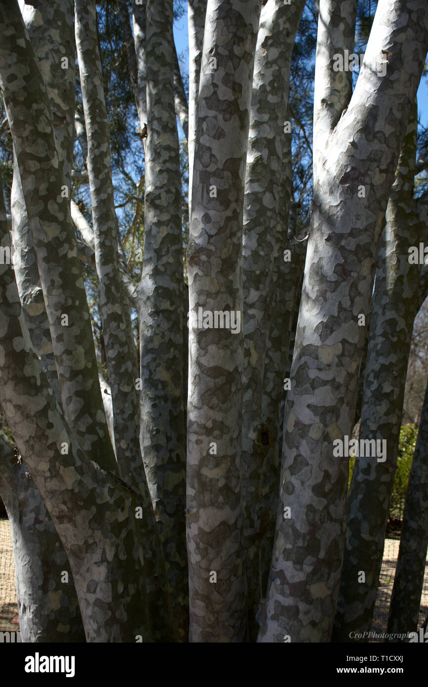Closeup of Lacebark Pine trunk Stock Photo