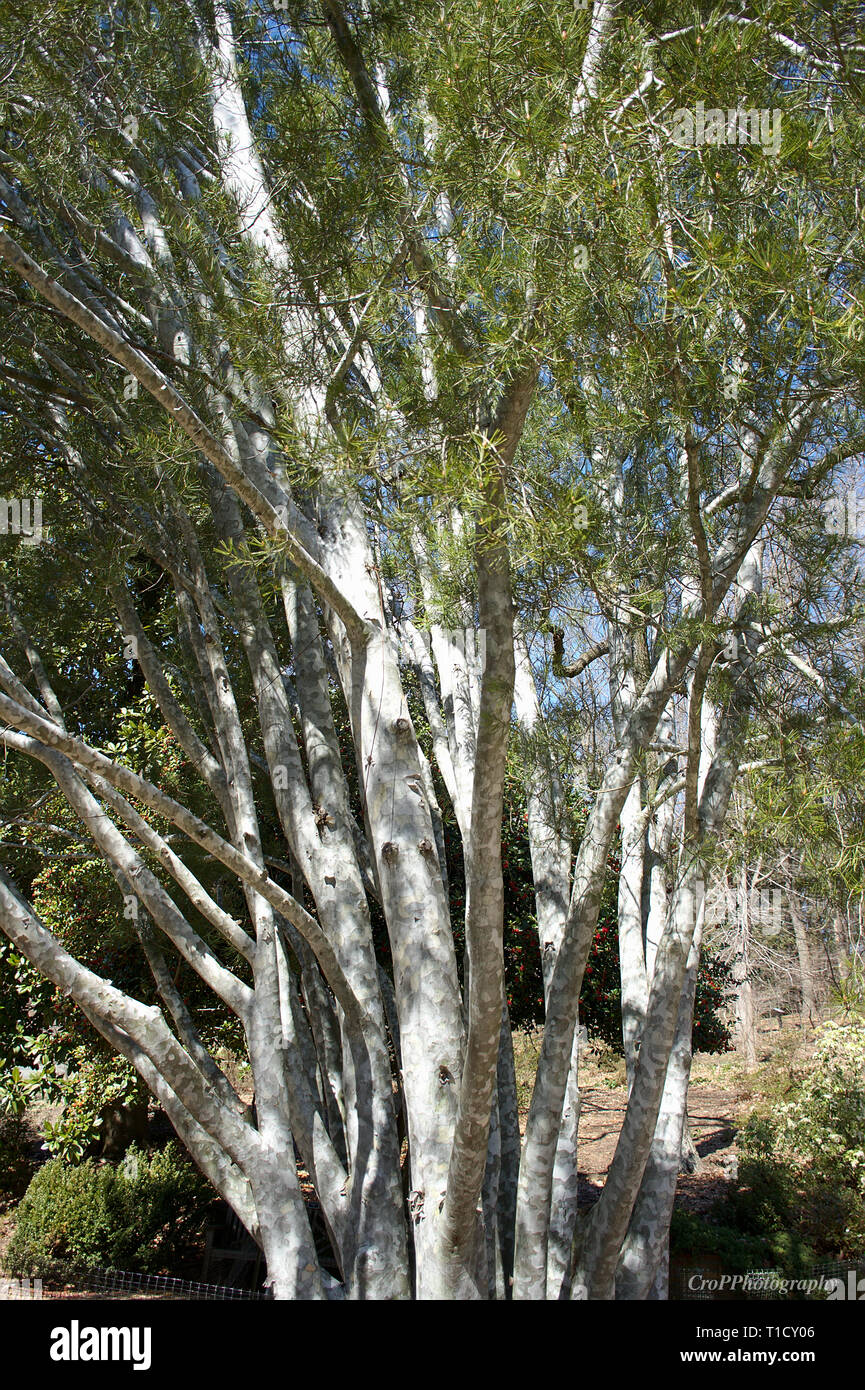Lacebark Pine Tree Stock Photo