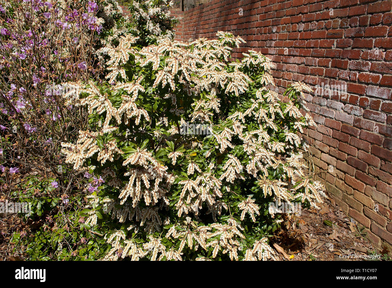 Future Plants By Randy Stewart Pieris