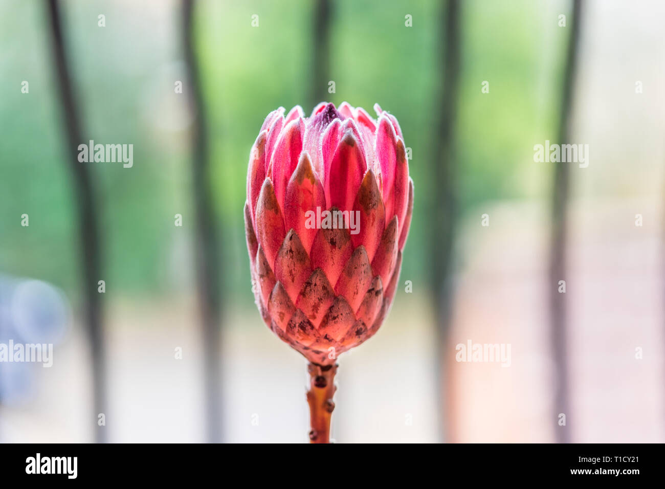 A pink closed Protea flower Stock Photo