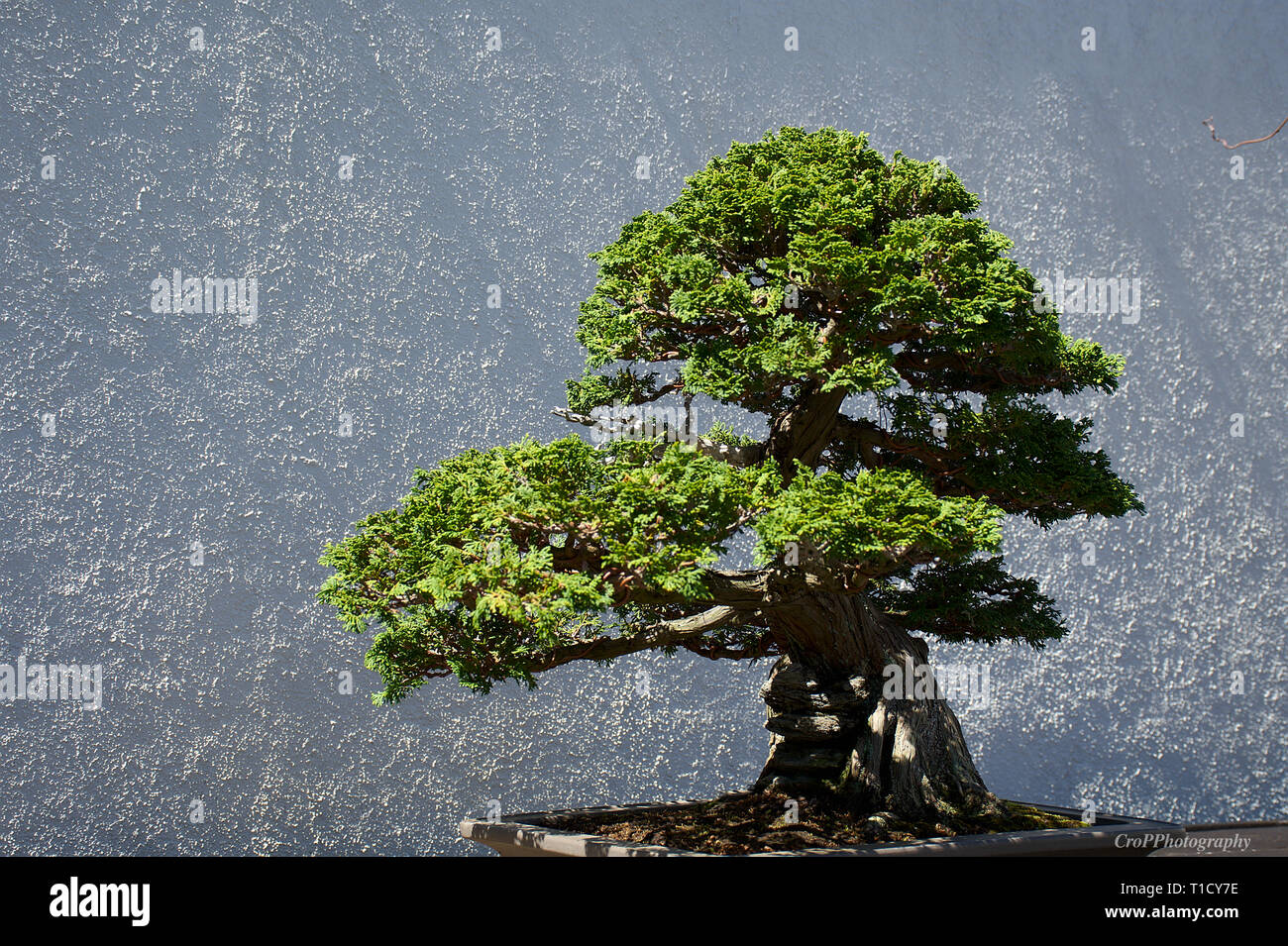 Hinoki Cypress Bonsai on display Stock Photo