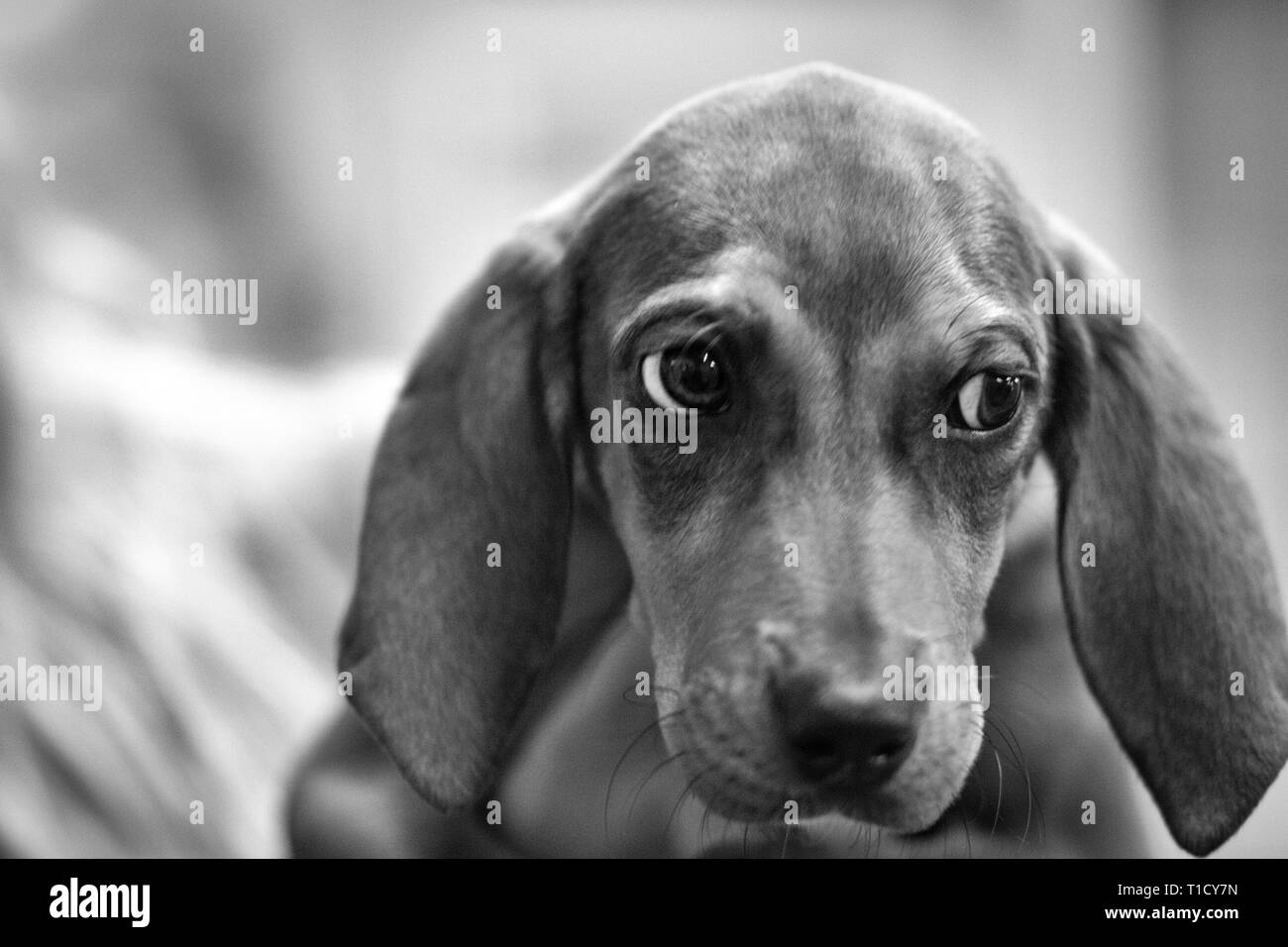 Close-up of a big-eyed dachshund puppy Stock Photo