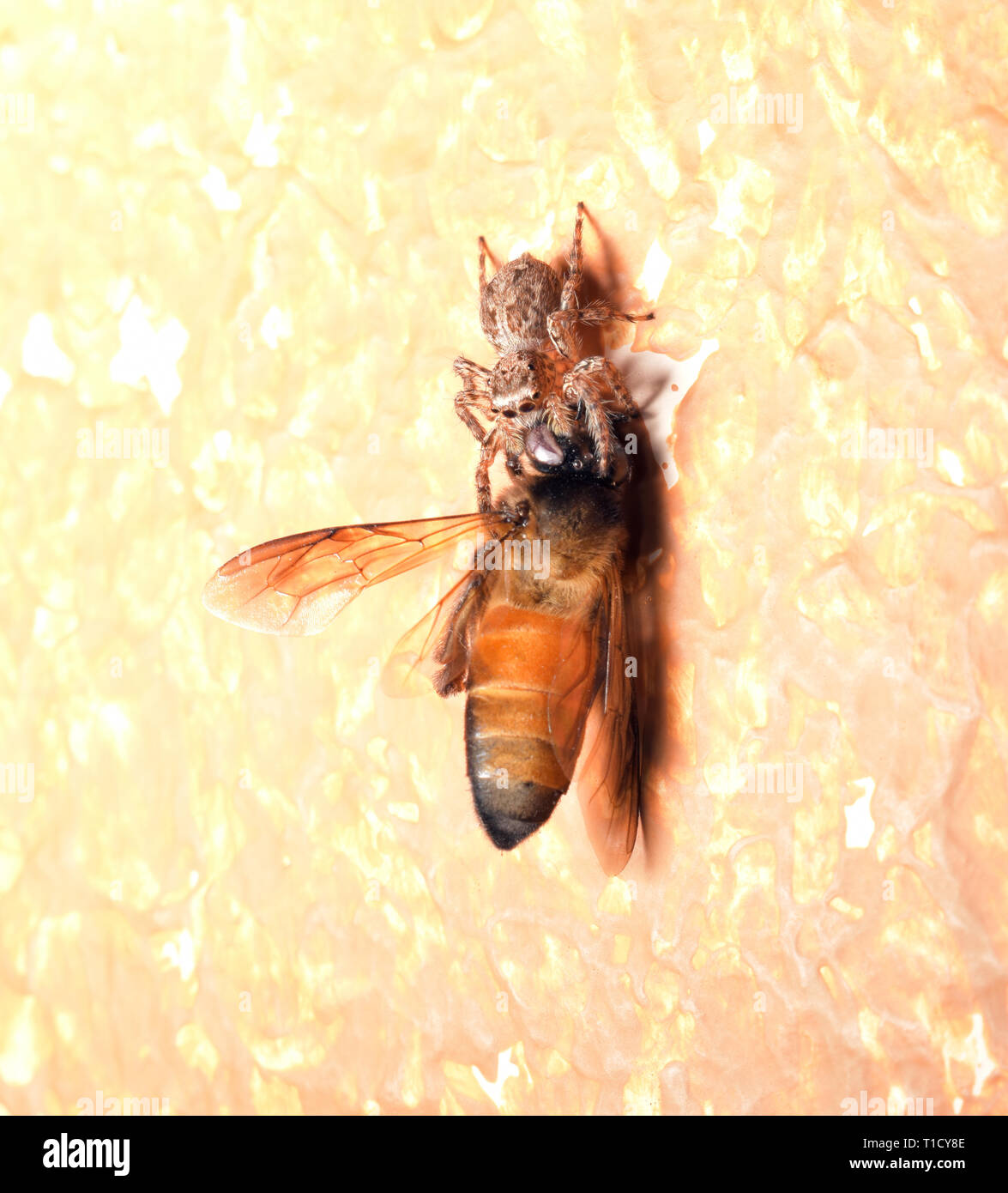 Smaller house spider attack bigger bee, David and Goliath, small defeat big, business and financial strategy concept, predator and prey in food chain, Stock Photo