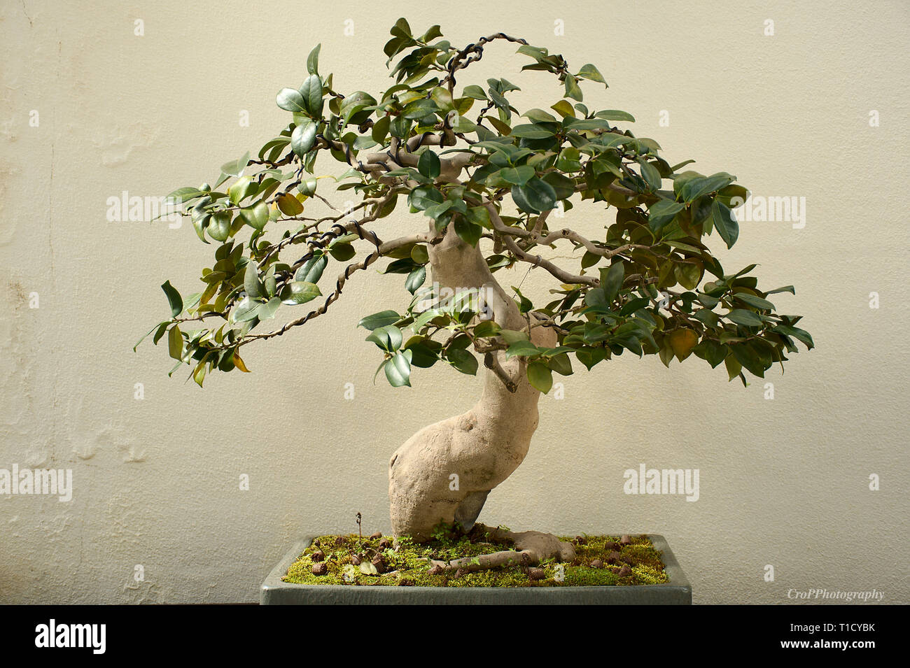 Higo Camellia Bonsai on display Stock Photo - Alamy