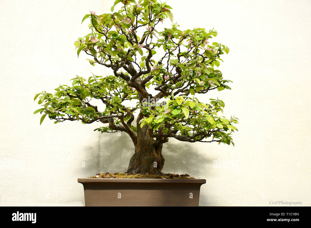 Chinese Quince Bonsai on display Stock Photo