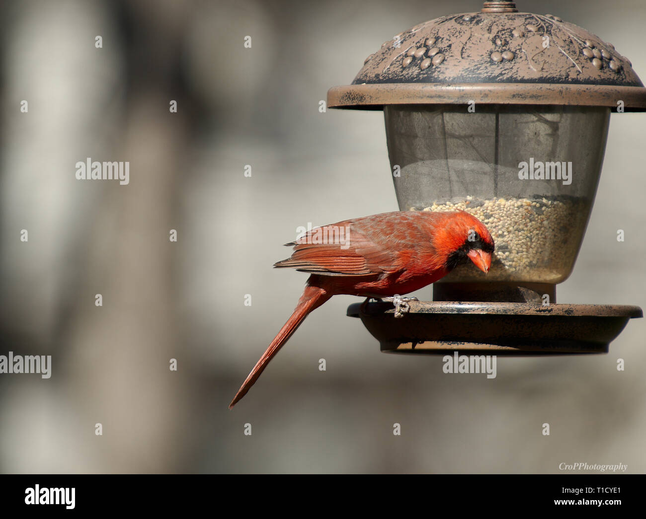 Northern Red Cardinal Feeding In Hanging Bird Feeder Stock Photo
