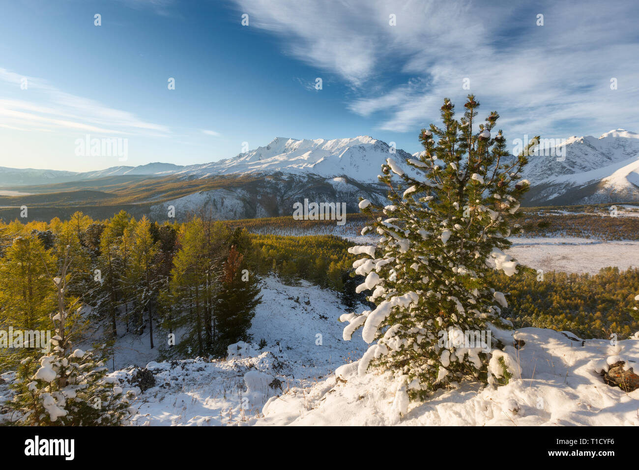 Majestic white spruces glowing by sunlight. Picturesque and gorgeous wintry scene. Alps ski resort. Stock Photo