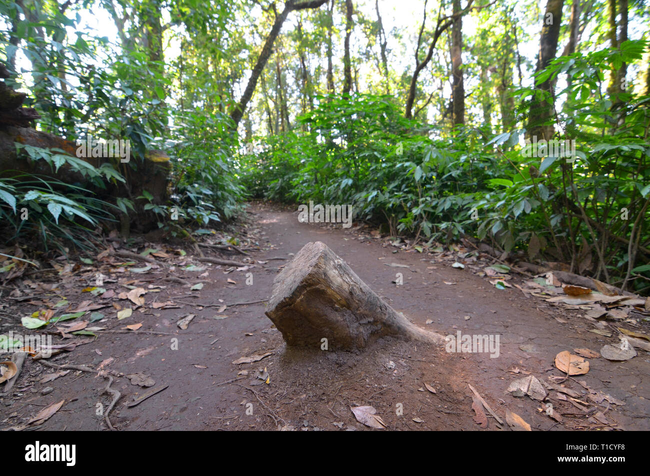 Stump in middle of footpath, cutdown tree for solve problem, stump obstacle on way, forest environment and ecology destruction, forest environment and Stock Photo